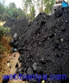 1840374930_Nagaland Coal.jpg